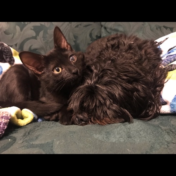 Bebe 100% cashmere cable knit turtleneck crowl neck sweater sz M - Picture 8 of 9